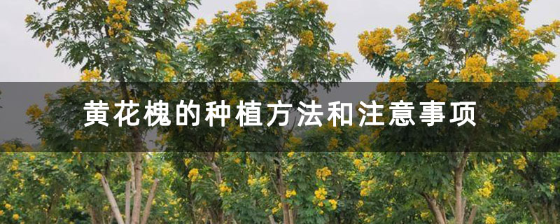黃花槐的種植方法和注意事項