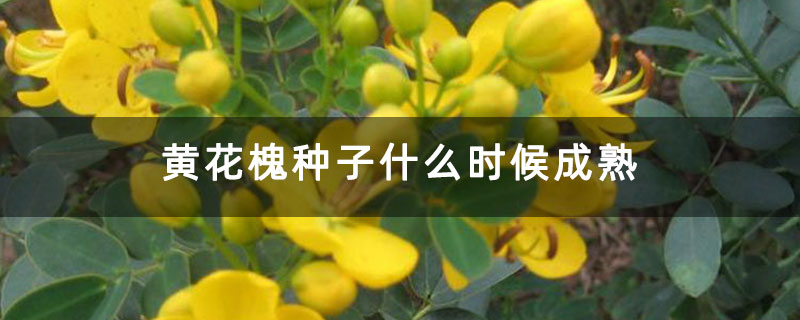 黃花槐種子什么時候成熟