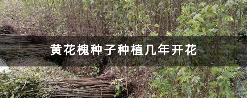 黃花槐種子種植幾年開花