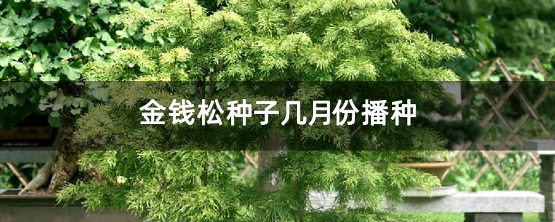金錢松種子幾月份播種