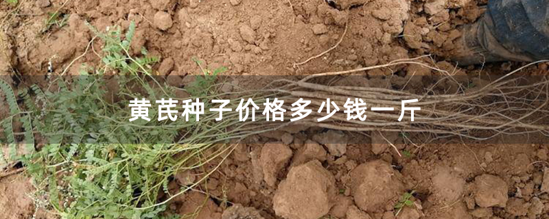黃芪苗 黃芪苗