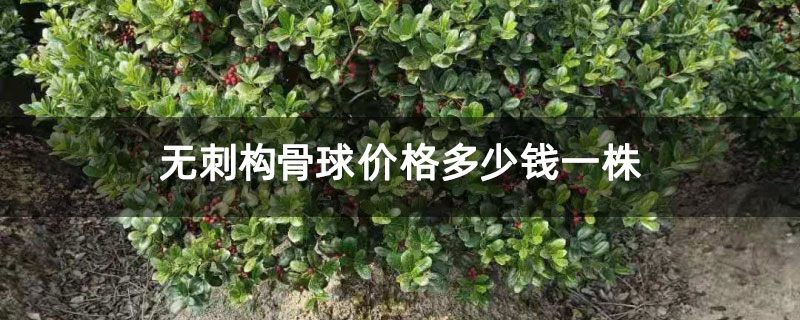 無刺構骨球價格多少錢一株