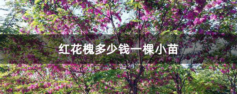 紅花槐多少錢一棵小苗