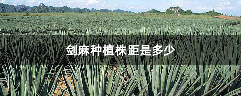 劍麻種植株距是多少