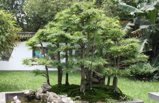 金錢松盆景