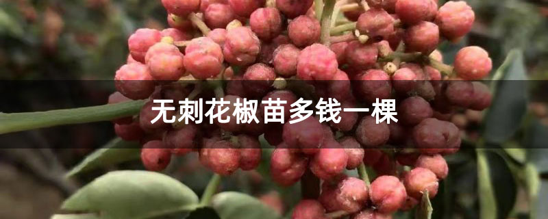 無刺花椒苗多錢一棵