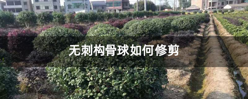 無刺構骨球如何修剪