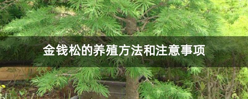 金錢松的養殖方法和注意事項