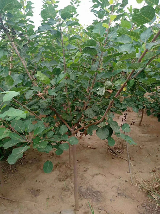 黃櫨價格多少錢一棵?黃櫨的種植技術