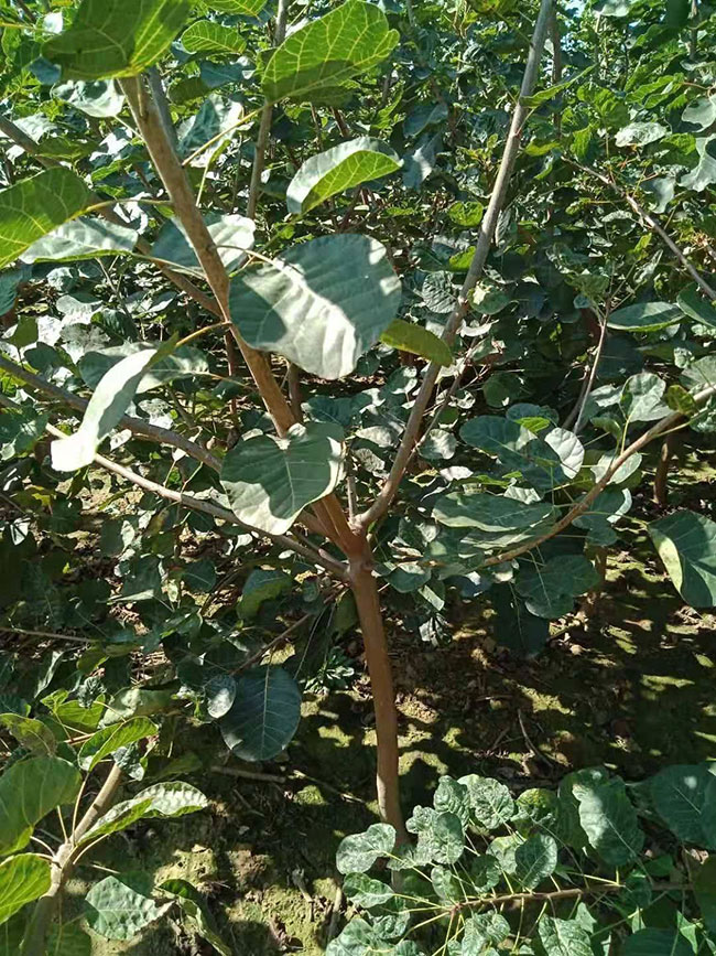 黃櫨價格多少錢一棵?黃櫨的種植技術