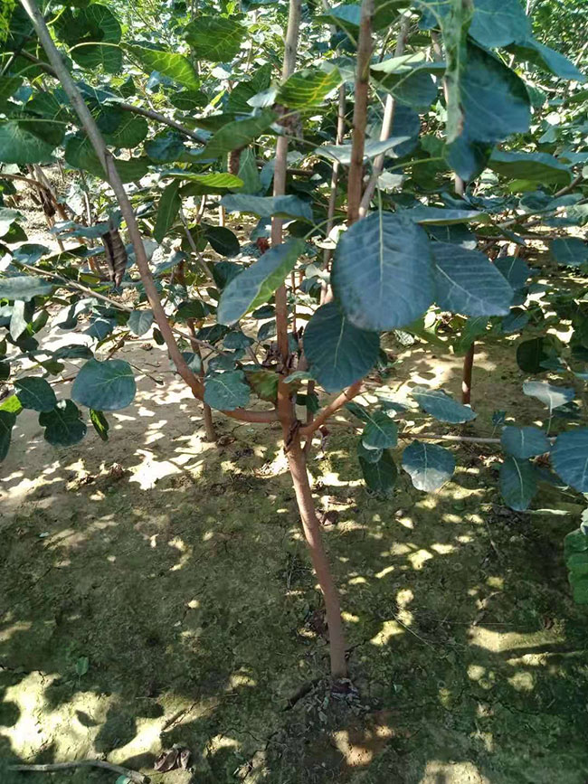 黃櫨價格多少錢一棵?黃櫨的種植技術