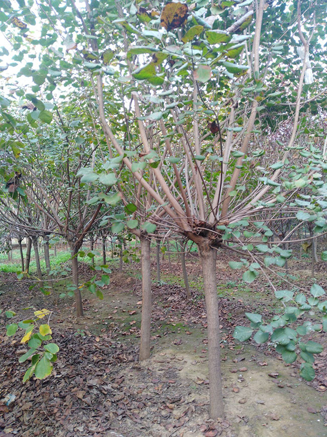 黃櫨價格多少錢一棵?黃櫨的種植技術