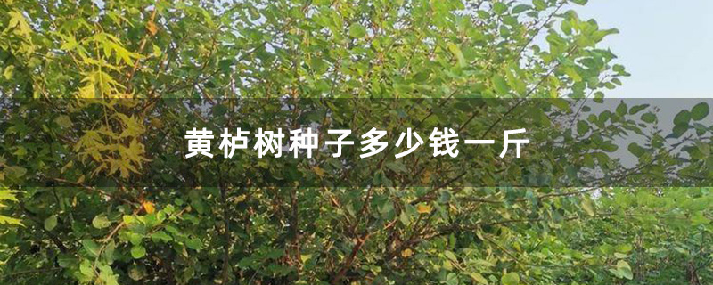 黃櫨樹苗