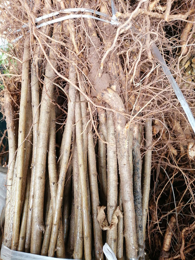 毛桃樹苗.jpg