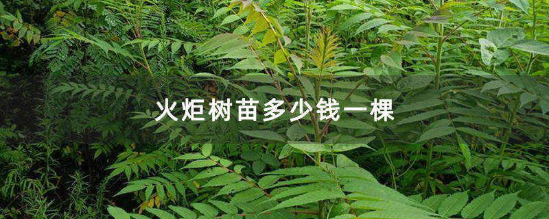 火炬樹小苗