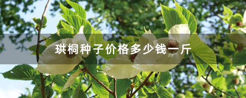 珙桐樹實拍圖