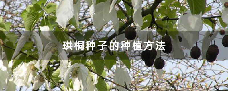 珙桐觀賞樹
