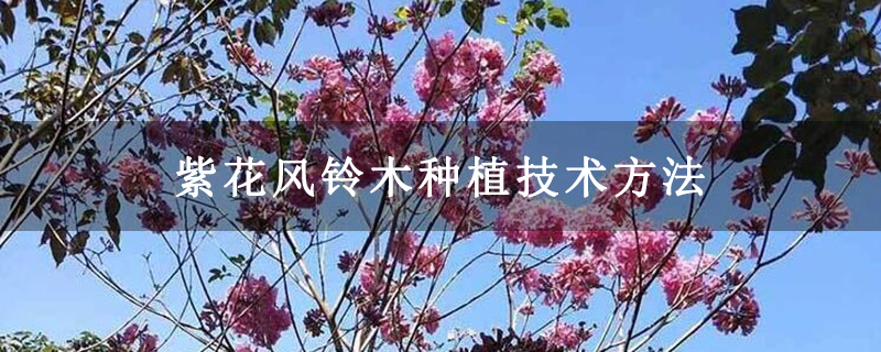紫花風鈴木種植技術方法