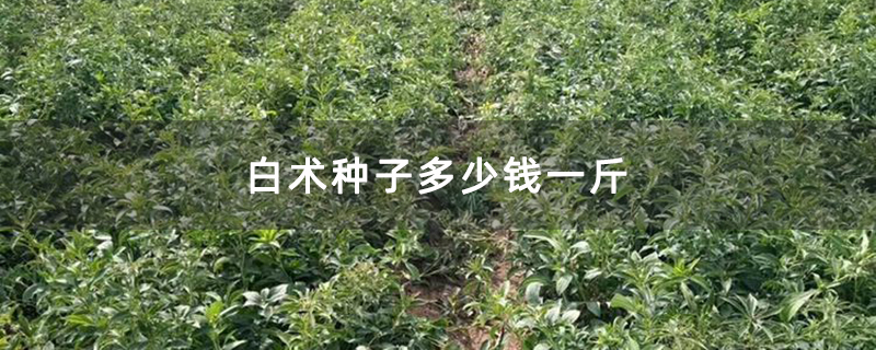 白術