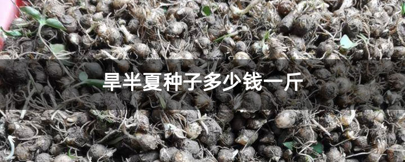 旱半夏種子多少錢一斤