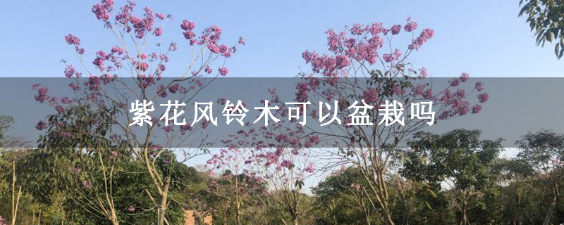 紫花風鈴木可以盆栽嗎