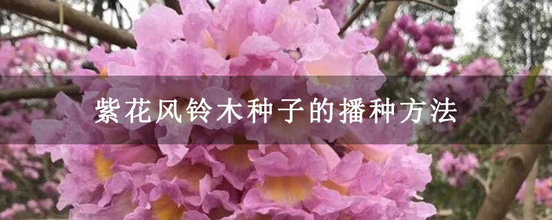 紫花風鈴木種子的播種方法