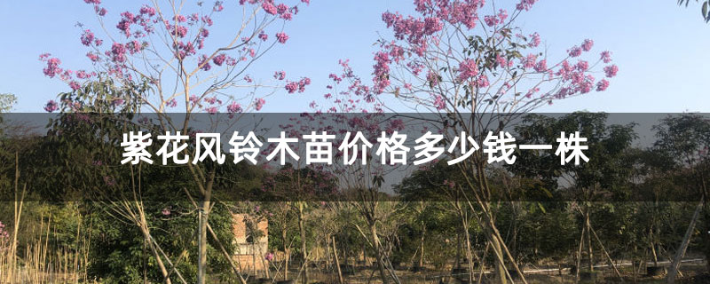 紫花風鈴木苗價格多少錢一株