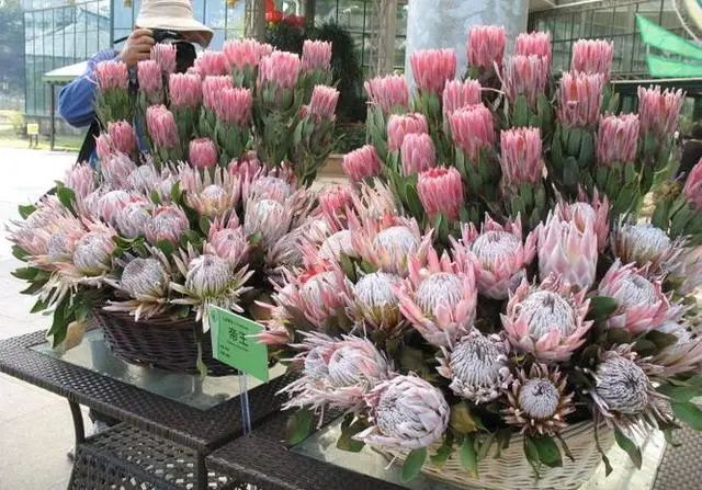帝王花.jpg