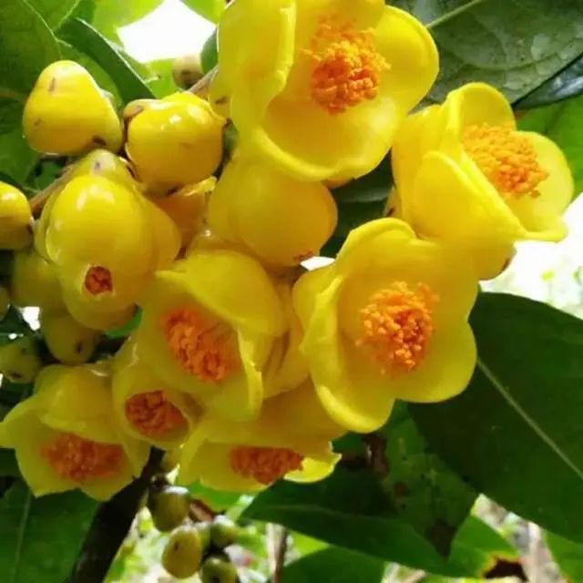金茶花.jpg