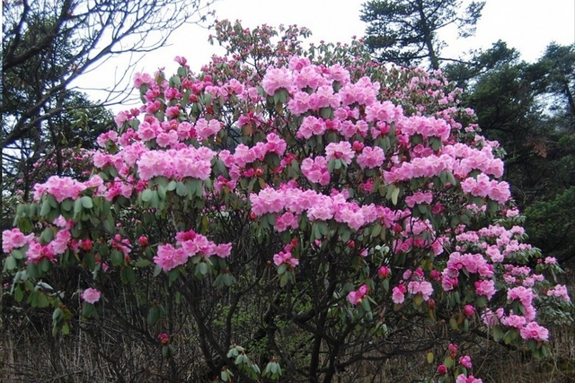 高山杜鵑花.png