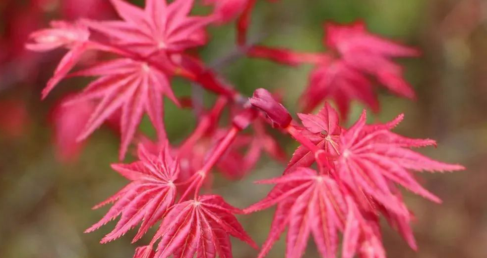 1676172757860404.jpg 紅舞姬.jpg
