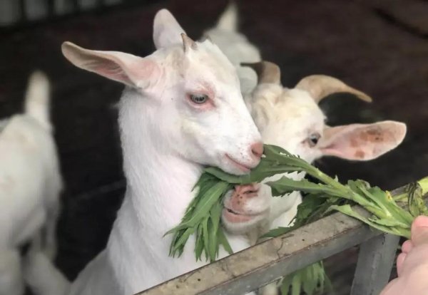 養羊喂羊牧草