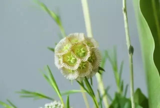 輪峰菊的形態特征、生長習性及種植方法
