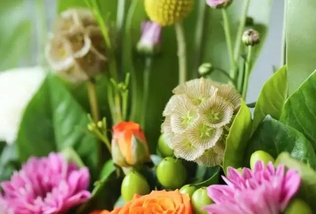 輪峰菊的形態特征、生長習性及種植方法