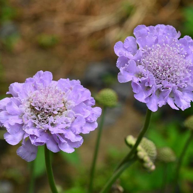 輪峰菊的形態特征、生長習性及種植方法