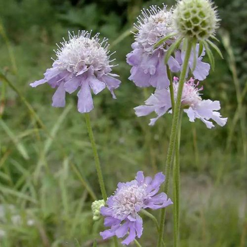 輪峰菊的形態特征、生長習性及種植方法