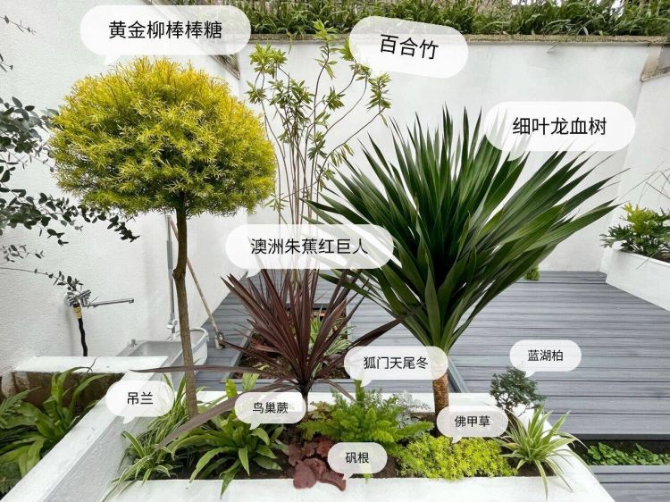 100平米現代風別墅花園植物搭配配置設計實景圖示-成都青望園林景觀設計公司-1
