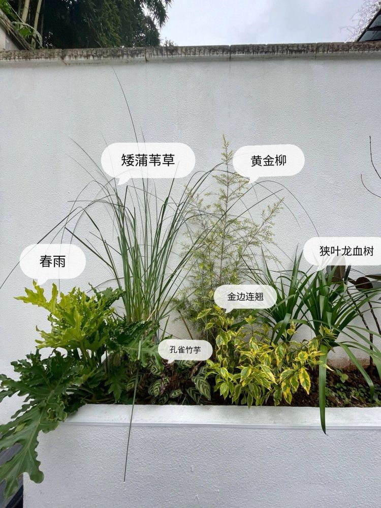 100平米現代風別墅花園植物搭配配置設計實景圖示-成都青望園林景觀設計公司-1