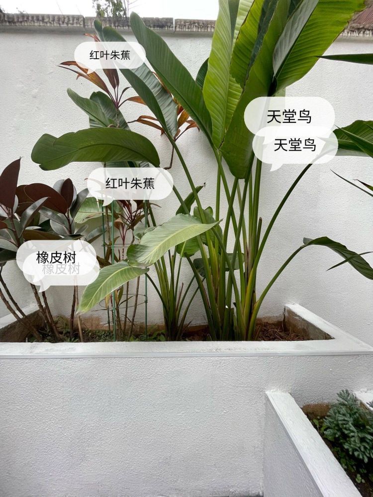 100平米現代風別墅花園植物搭配配置設計實景圖示-成都青望園林景觀設計公司-1