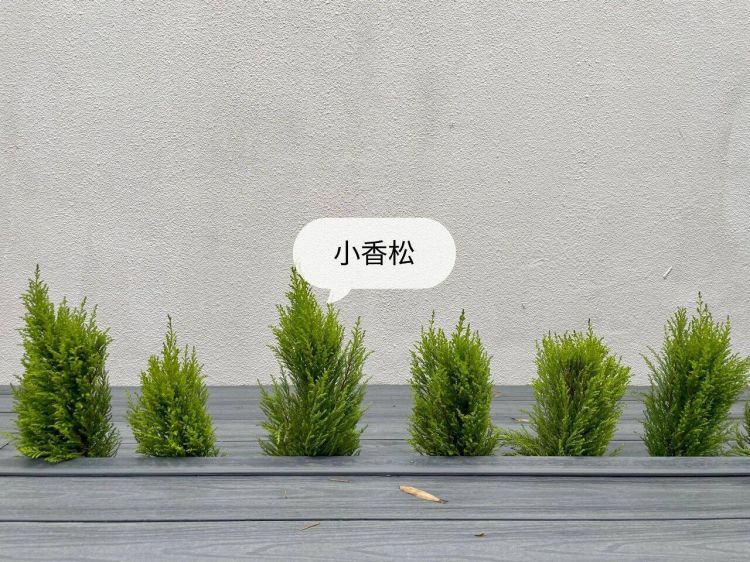 100平米現代風別墅花園植物搭配配置設計實景圖示-成都青望園林景觀設計公司-1