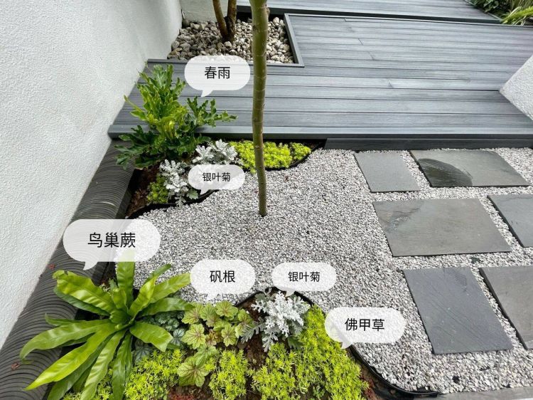 100平米現代風別墅花園植物搭配配置設計實景圖示-成都青望園林景觀設計公司-1