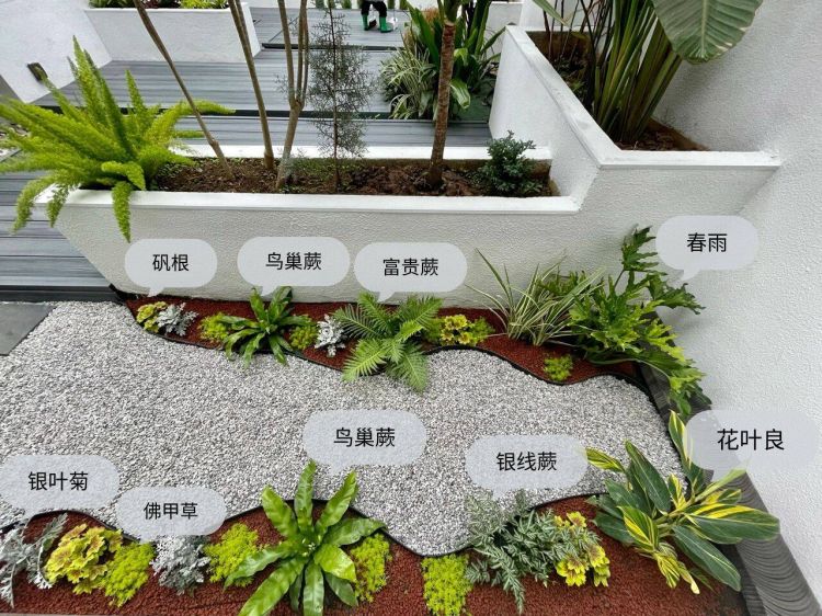 100平米現代風別墅花園植物搭配配置設計實景圖示-成都青望園林景觀設計公司-1
