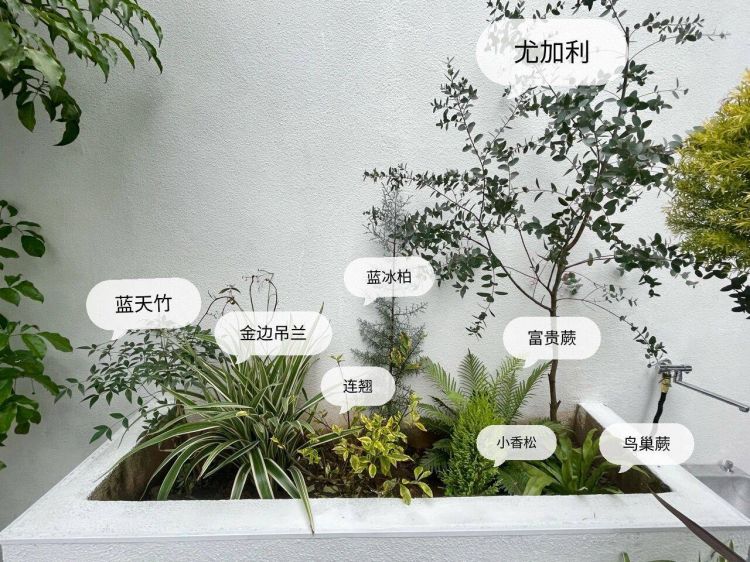 100平米現代風別墅花園植物搭配配置設計實景圖示-成都青望園林景觀設計公司-1