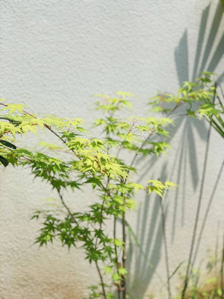 100平米現代風別墅花園植物搭配配置設計實景圖示-成都青望園林景觀設計公司-1