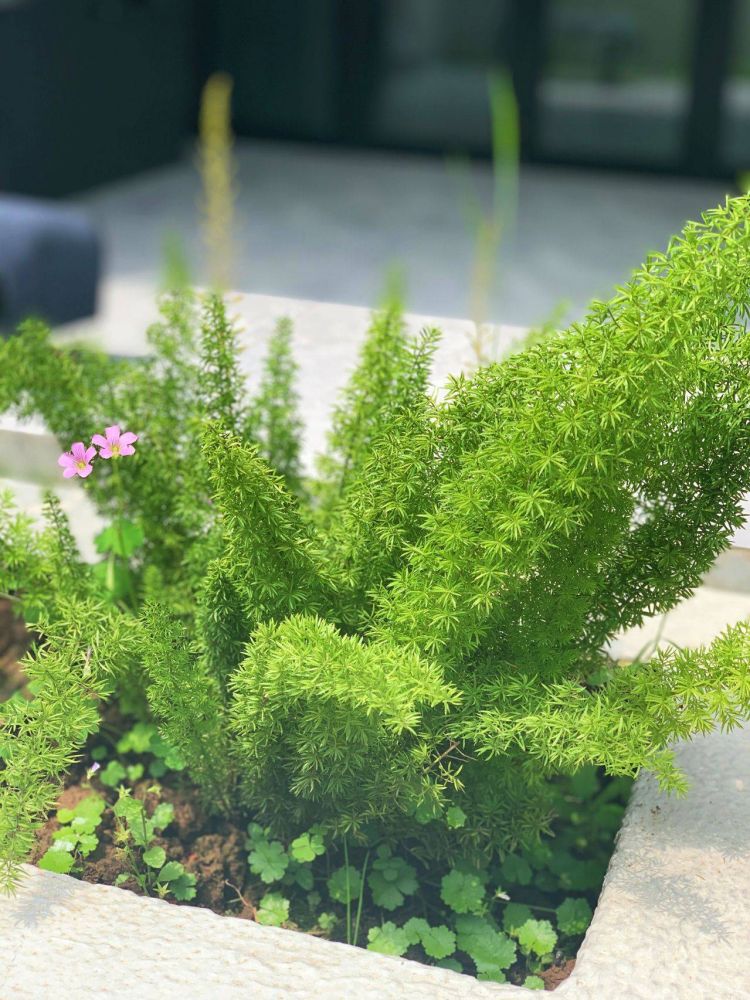 100平米現代風別墅花園植物搭配配置設計實景圖示-成都青望園林景觀設計公司-1