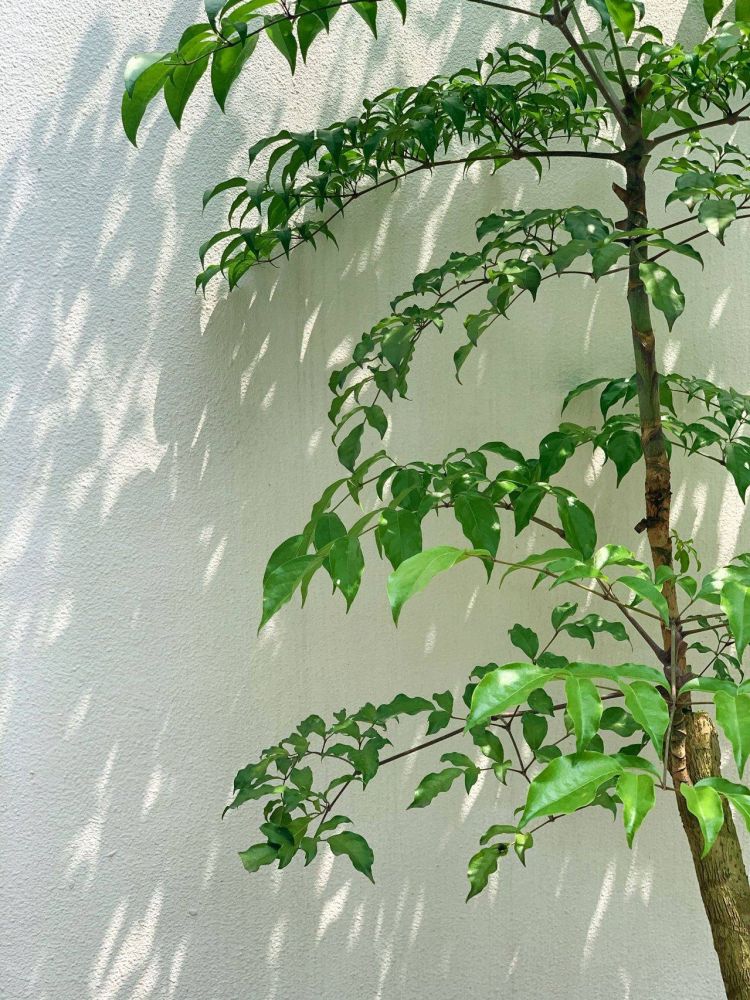 100平米現代風別墅花園植物搭配配置設計實景圖示-成都青望園林景觀設計公司-1