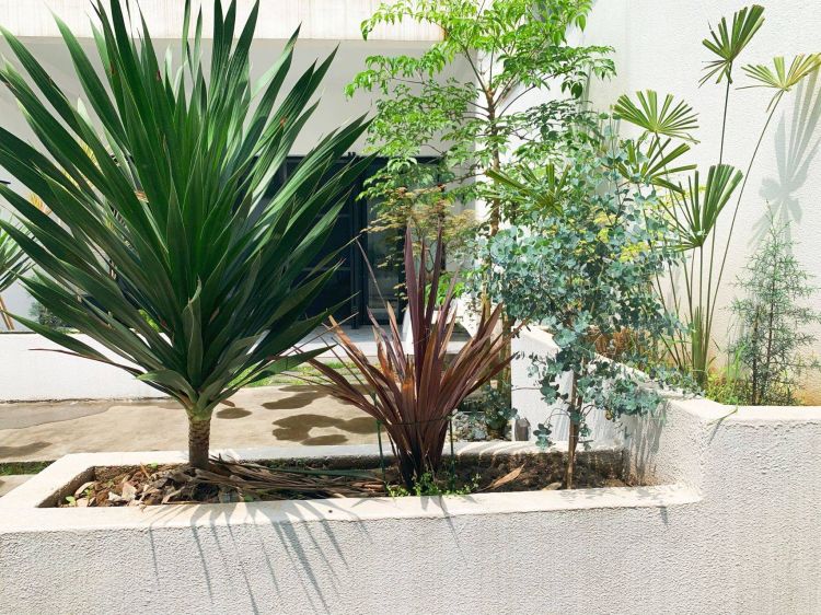 100平米現代風別墅花園植物搭配配置設計實景圖示-成都青望園林景觀設計公司-1