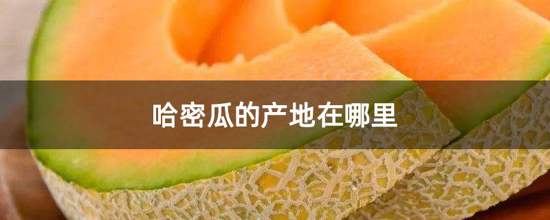 哈密瓜的產地在哪里