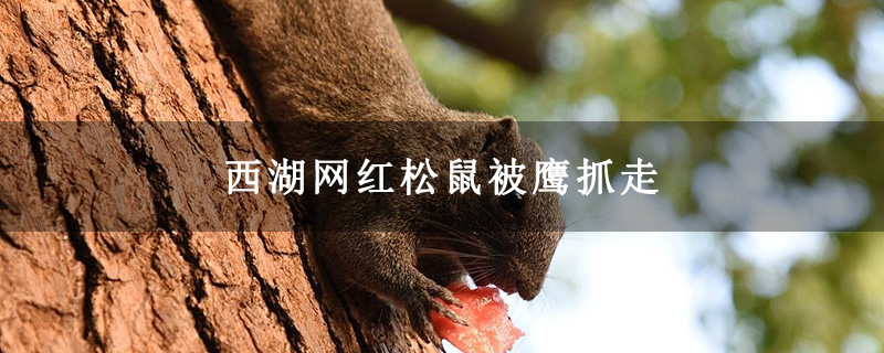 西湖網紅松鼠被鷹抓走