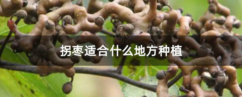 拐棗適合什么地方種植